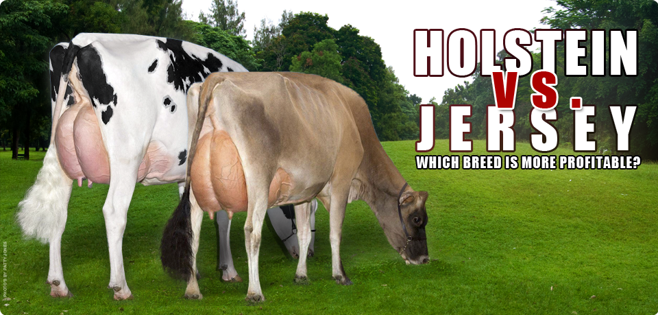An Ode to the Most Beloved Cow: Holstein, Jersey or Brown Swiss
