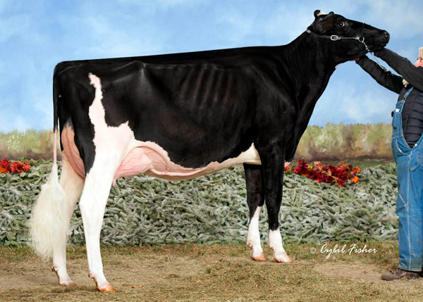 R E W Happy Go Lucky Now Vg 2yr Usa The Bullvine The Dairy Information You Want To Know When You Need It