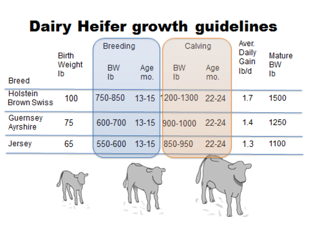 Jersey Cow Growth Chart All About Cow Photos