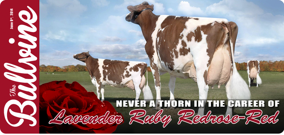 Never a thorn in It of Redrose-Red Dairy To career When the You Lavender - Know Ruby The Need The Want :: Bullvine Information You