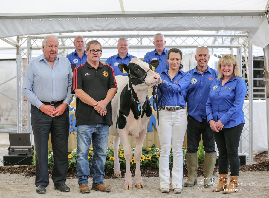 Riverdane Holsteins win at All Breeds All Britain calf show