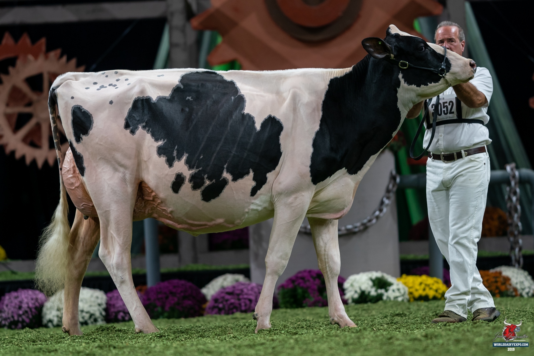 world dairy expo holstein show results