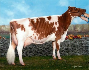 Sweet-Pepper Black Francesca -EX-94 - Senior and Grand Champion World Dairy Expo Ayrshire Show