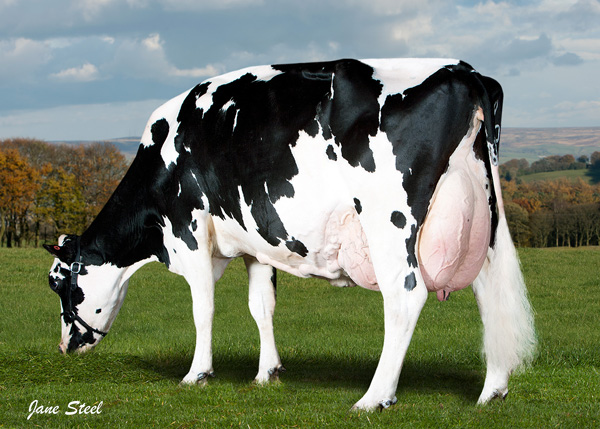 Cogent Twist daughter Hillbarton Twist 990 (pictured as a third calver) 