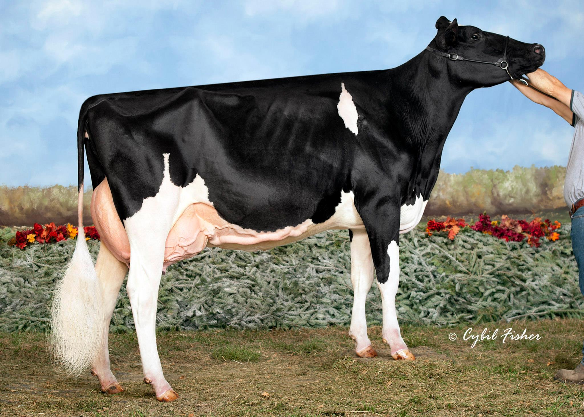 Siemers Goldwyn Glams now EX-92 2nd calf.