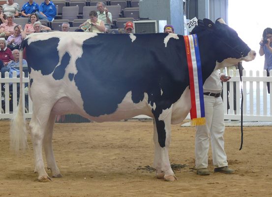 INTERNATIONAL DAIRY WEEK GRAND CHAMPION - Ashbury Damion Bonnie, Congratulations to Bec Joyce and Jayke Fisher