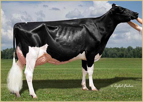 Scientific Gold Dana Rae-ET is now EX-95 (USA)