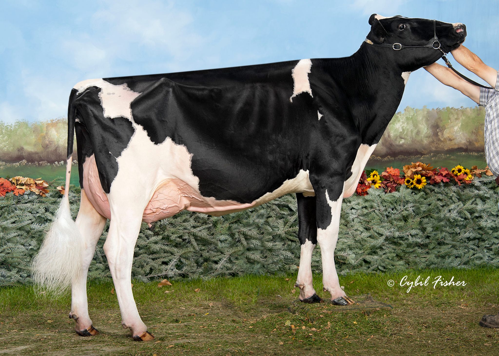 ROBELLA REG MACY is the Newest EX-94 CDN cow