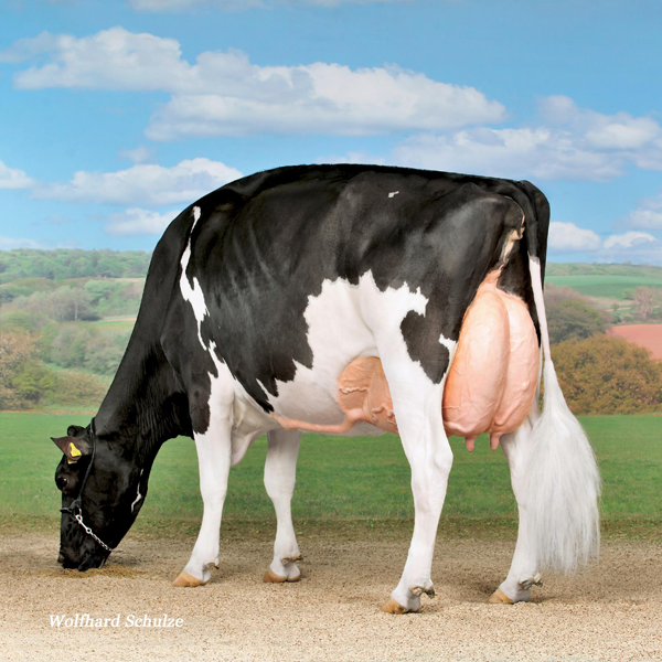 Hellender Champion Calanda is now EX-95 3E!!