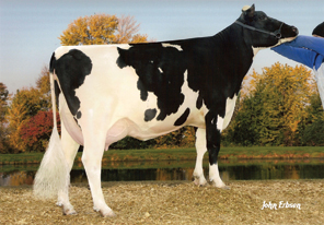 Dam of Top Seller - Pine-Tree Missy Miranda VG-86 VG-MS DOM