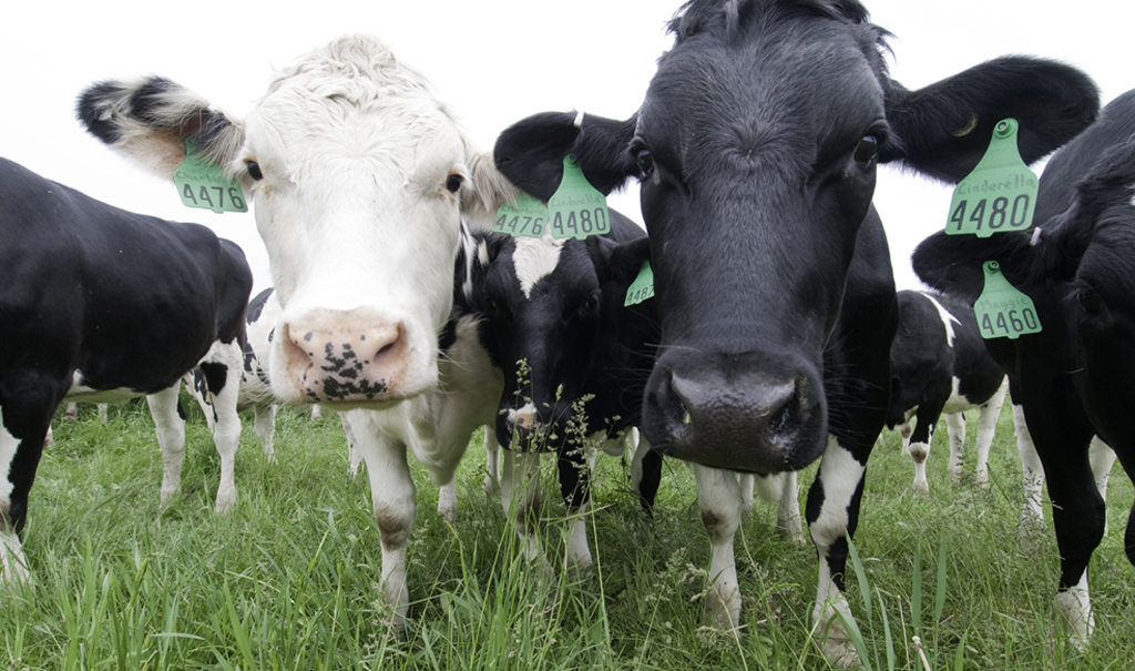 Dairy cattle on the MSU dairy farm.