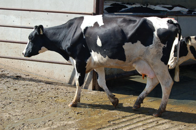 dairy-cattle-lameness[1]