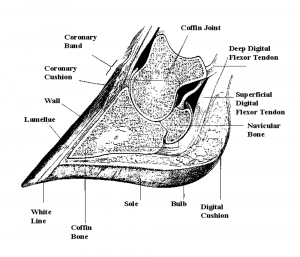 Diagram – Cross Section of a Bovine Foot