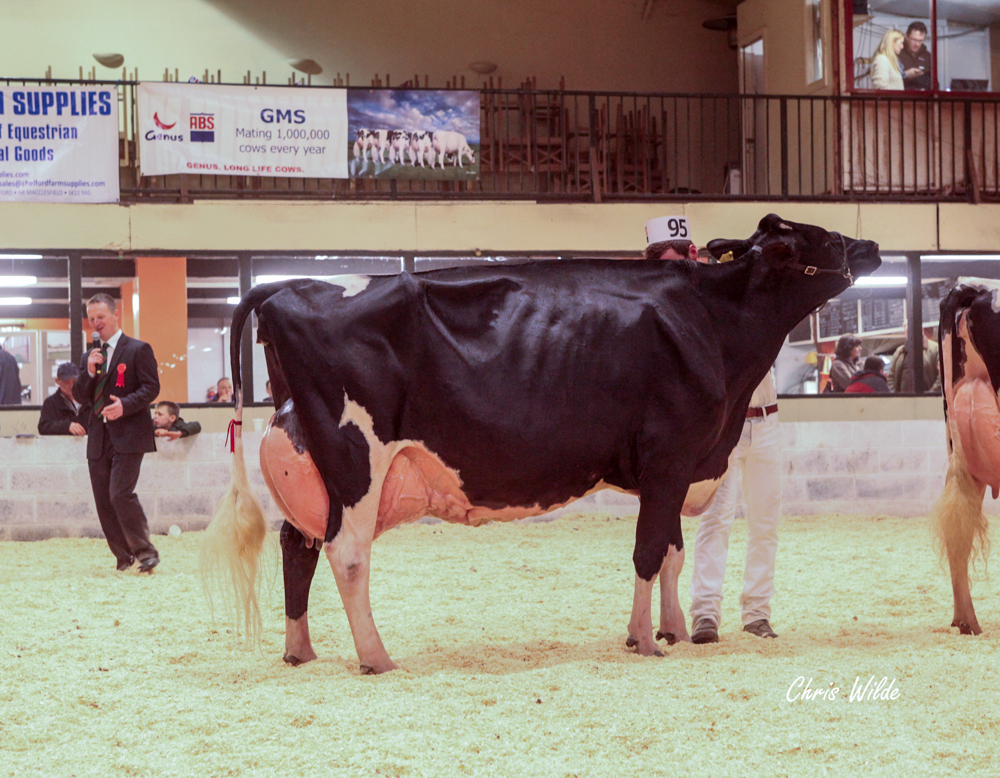 Supreme Champion Knowlesmere Gibson Starlight (Gibson) A & J Whittaker