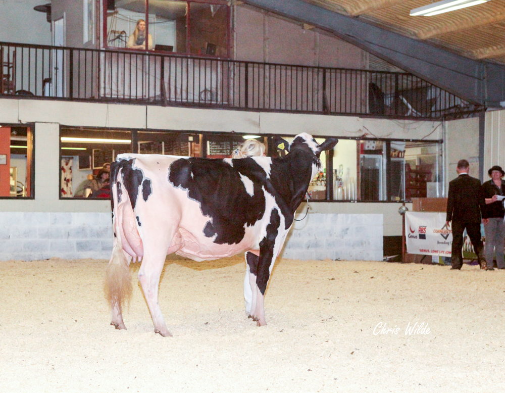 Intermediate Champion: Knowlesmere Goldwyn Kitty (Goldwyn) A & J Whittaker