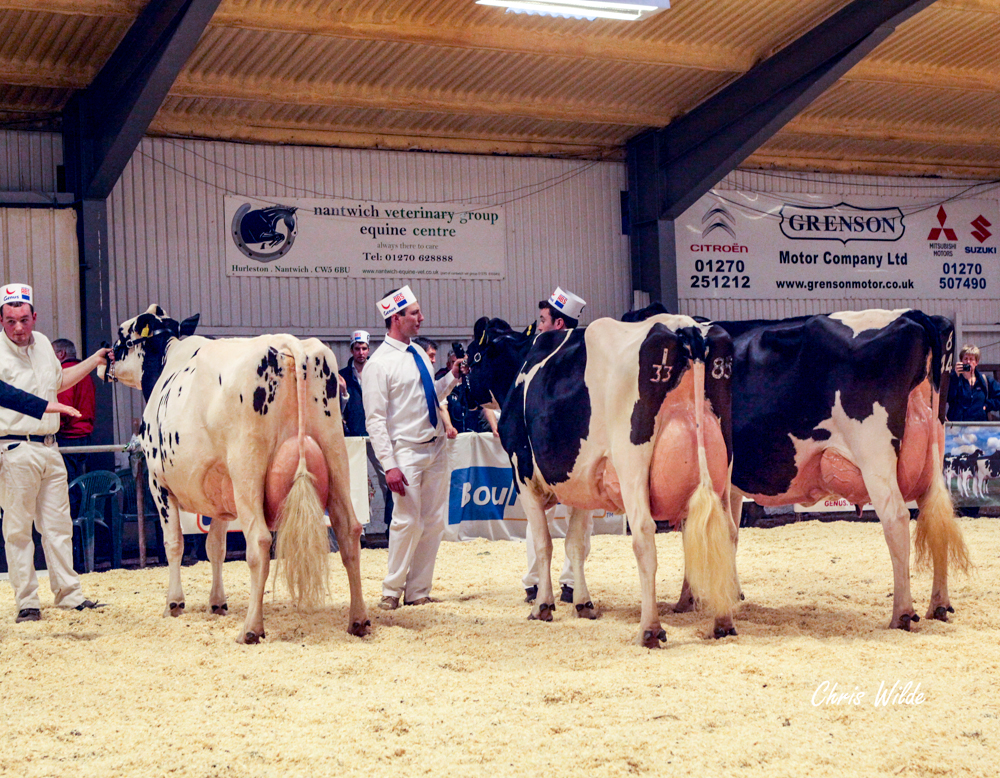 BEST ANIMAL IN SHOW SIRED BY A UK SIRE Paulbrook Shottle Peta (Shottle) Paul Fenton