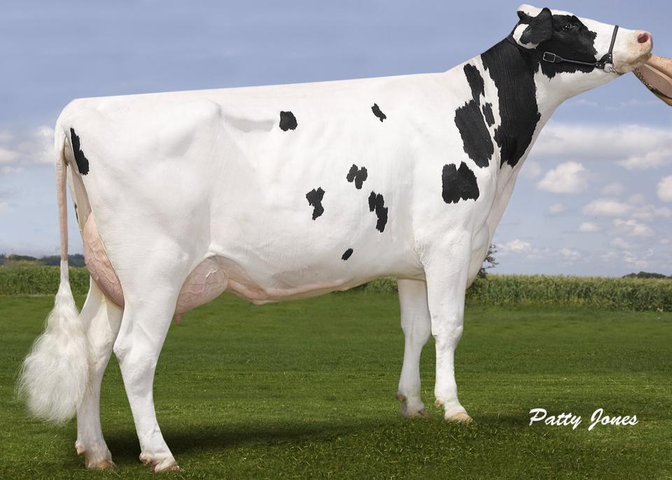 Markridge S S Erica now VG 88 2nd calf.