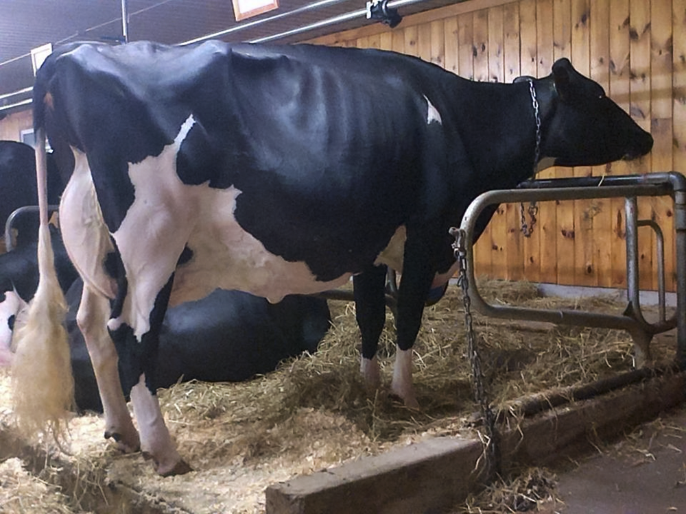 Idee Goldwyn Lulu EX-94 finds her new home at Fricosons Holsteins after being struck off as the high seller at the Lexis Holsteins Dispersal