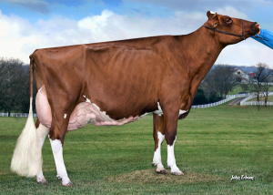 Red Holsteins | The Bullvine