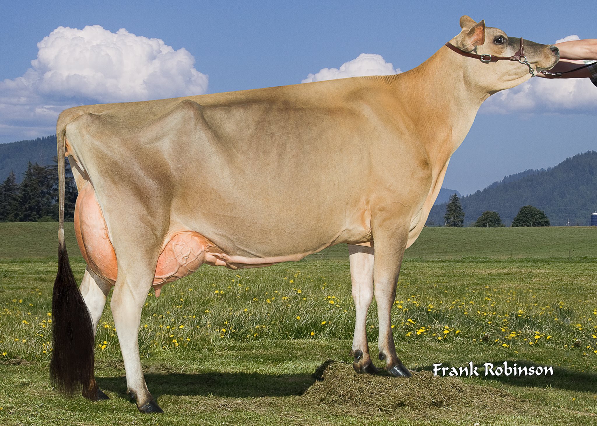 Family Hill MB Action Funny EX 93 (max) 1st 4, Senior and Grand ...