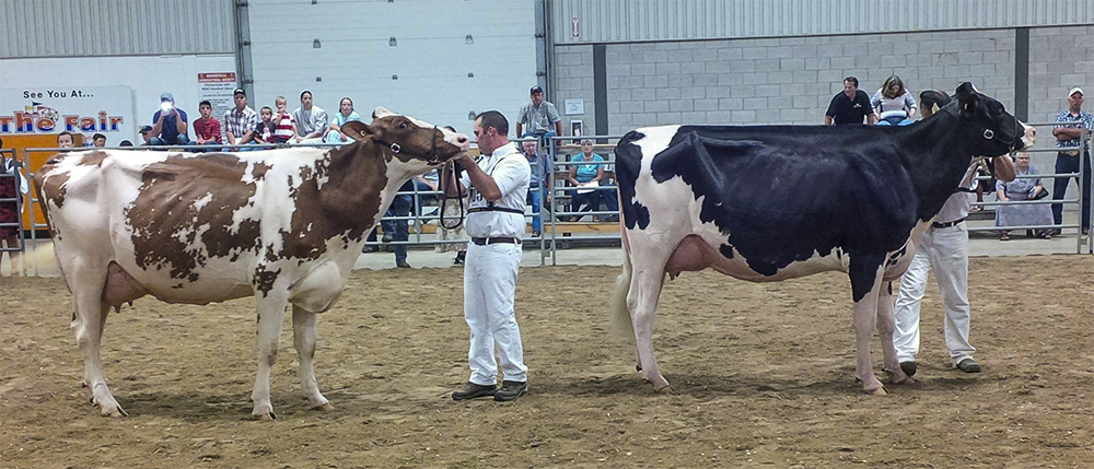 Dufferin-Wellington Holstein Show