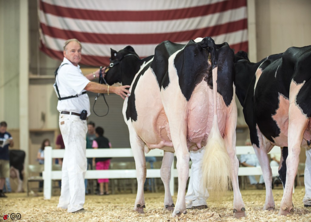 Whitaker Stormatic Rae-ET, exhibited by Craig Walton and Gene Iager of Pleasant View, Ohio, was named Grand and Senior of the Open Holstein Show