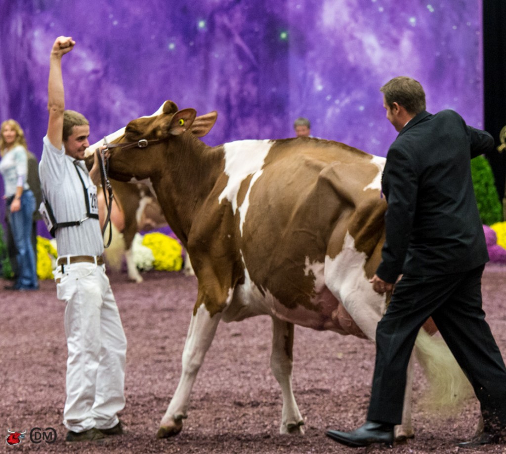 Cleland Advent Korie-Red-ET - Grand Champion Red & White Junior Show