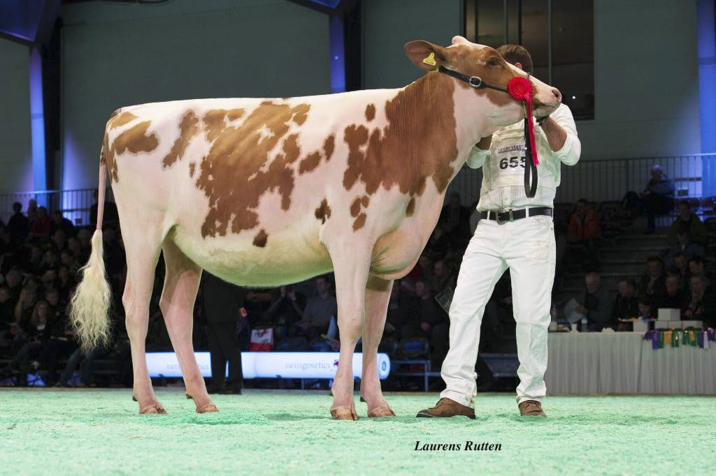 Reserve Junior Champion - La Weabera Rockstar Palma