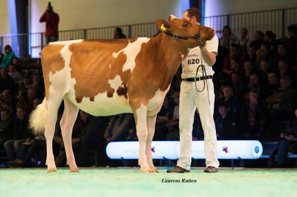 Everdes Wisconsin Lybia - Junior Champion