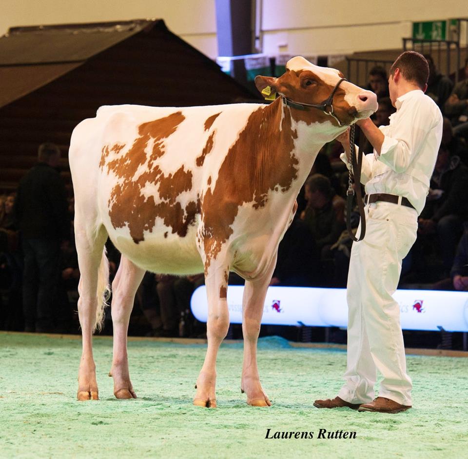 La Weabera Destry Tinette, - HM Junior Champion