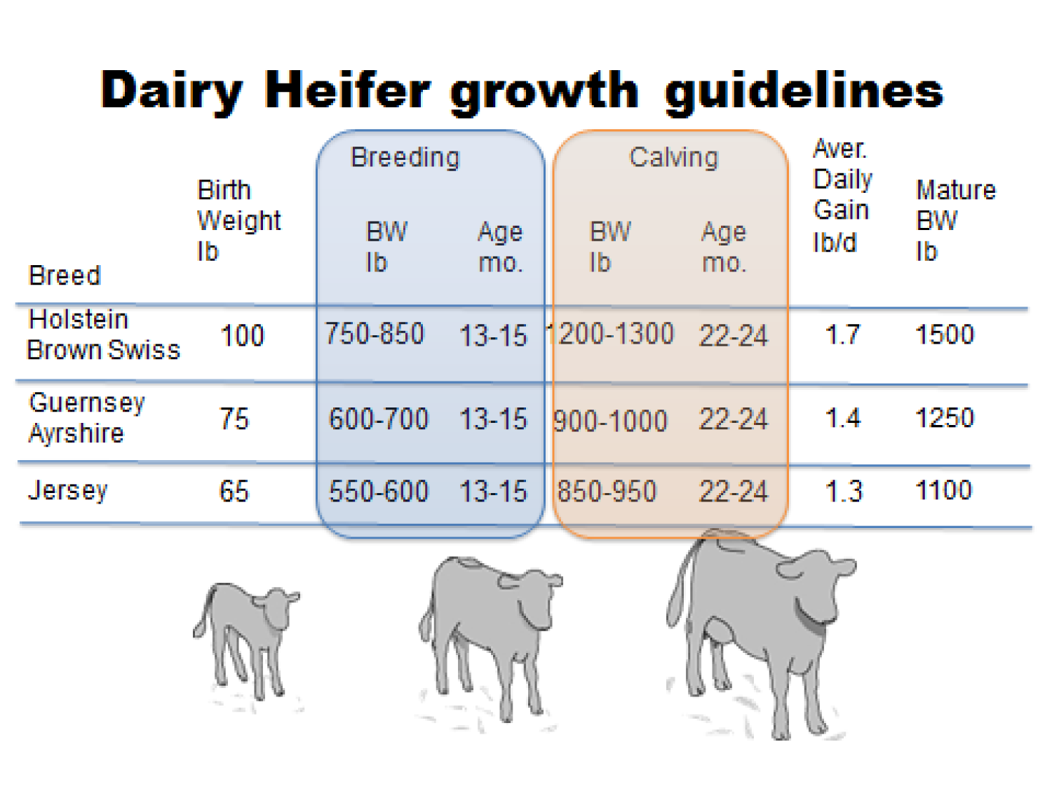 Heifer Raising The Bullvine The Dairy Information You Want To Know When You Need It 5326