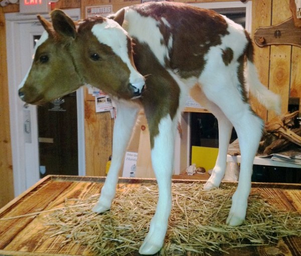 two-headed-calf-1[1]