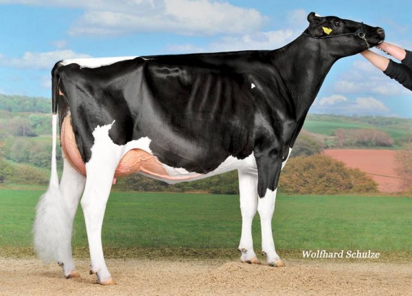 Bons Holsteins Ella 192 VG-89-NL 2yr. (MAX) (PEDIGREE) - 3rd place Swiss Expo '15