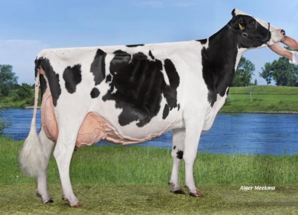 Bons Holsteins Ella 158 EX-94-NL - Highest classified cow in Holland in 2014 / 2015 - 4th place Swiss Expo '15 - Res. Sr. Champion National NRM Show '14 - Int. Champion Hoornaar '11 - Sr. Champion Hoornaar '14 - Grand & Sr. Champion Int. Show Libramont '13 - Grand Champion National HHH Show '12