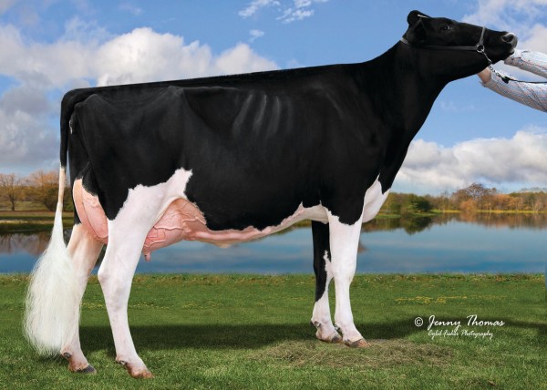 Grand Champion Go-Sho Alittle Rocknroll ET (Goldwyn), 1st 4 Year Old, Posta El Cuatro