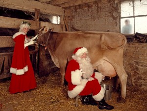 Santa and Mrs. Claus milk a cow. Why, we're note exactly sure.