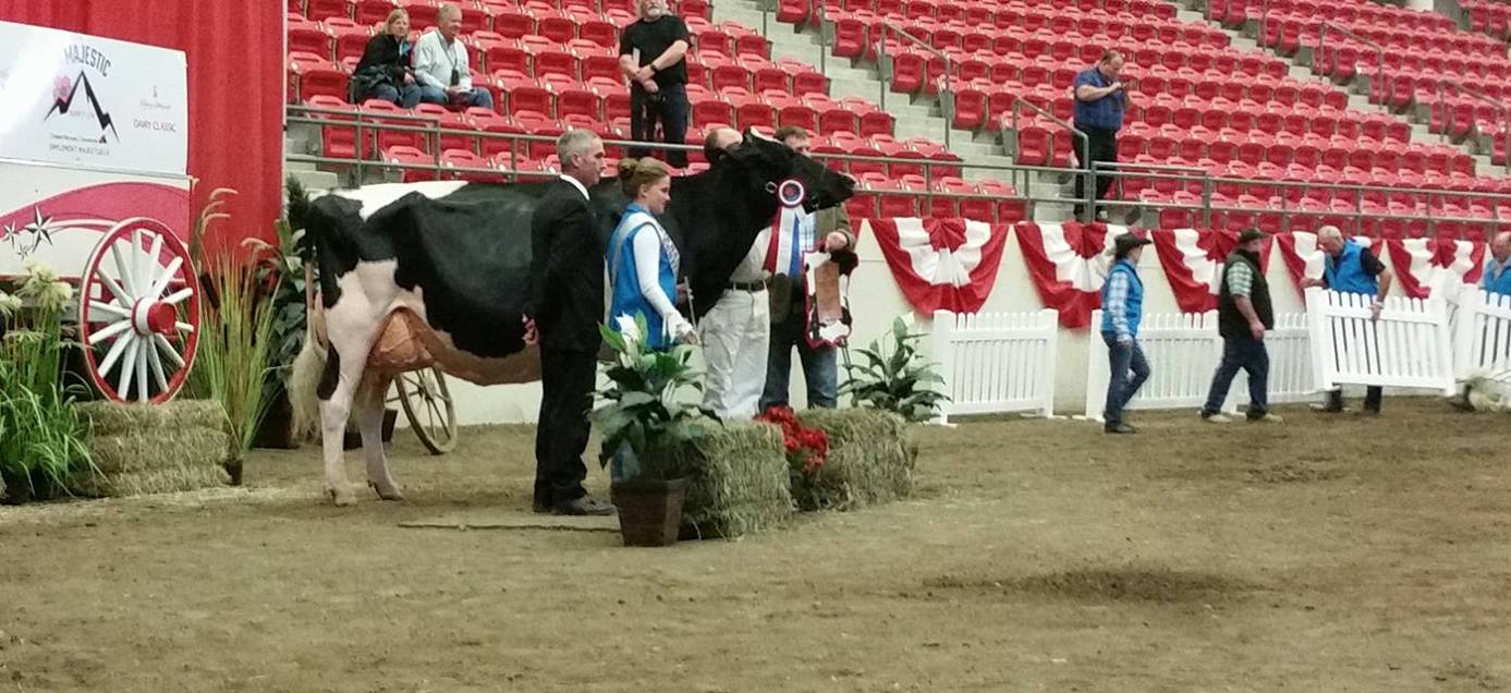 Holstein Grand Champion