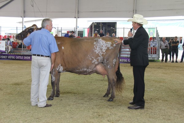 Grand Champion Ayrshire was Regal Park Solax (Palmyra Tri-Star Burdette) owned by David and Sharon Mayo, from Gerringong, NSW. 