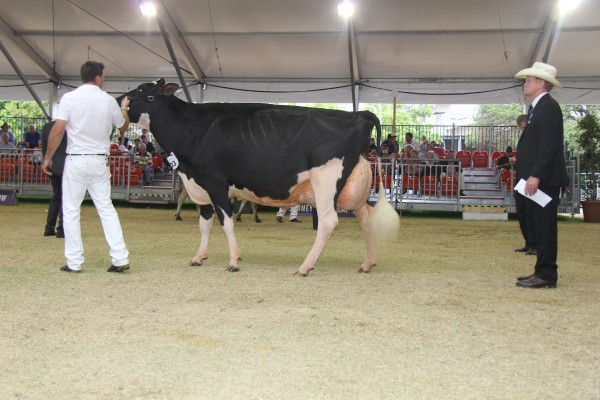 Avonlea Fever Suzette is Semex’s new pin-up girl for Crackholm Fever. 