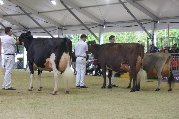 = The Holstein and Illawarra were neck and neck for Supreme. The Holstein, Avonlea Fever Suzette-ET, would win by one point. 