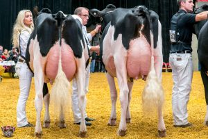Lindenright Annabel and Lingle Freaky Girl, HM Int. Champ. & Int. Champ. WDE 2016, are both a product of the magic Goldwyn-Dundee cross. 