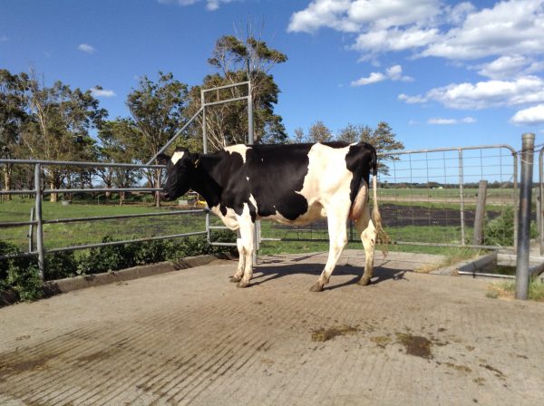 1st-2-year-old-coolea-deuce-dolly-crawford-family