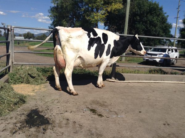 1st-5-year-old-fraser-goldwyn-meg-l-fraser