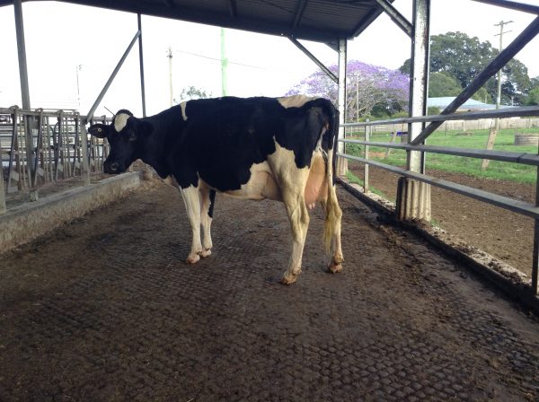 1st-mature-cow-oxley-vale-regancrest-fussy-polsen-family