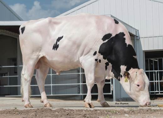 7HO12198 KINGBOY is one of the 16 new proven sires that join the Select Sires lineup. 