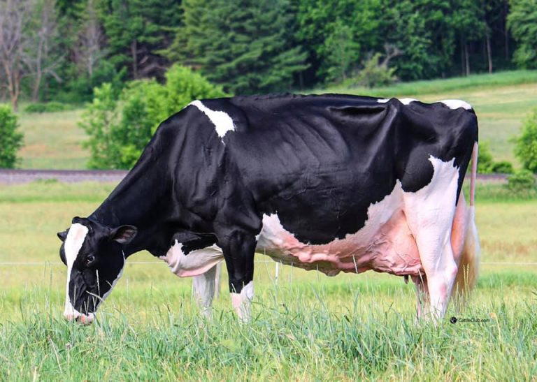 Blondin Goldwyn Subliminal Scores EX-97