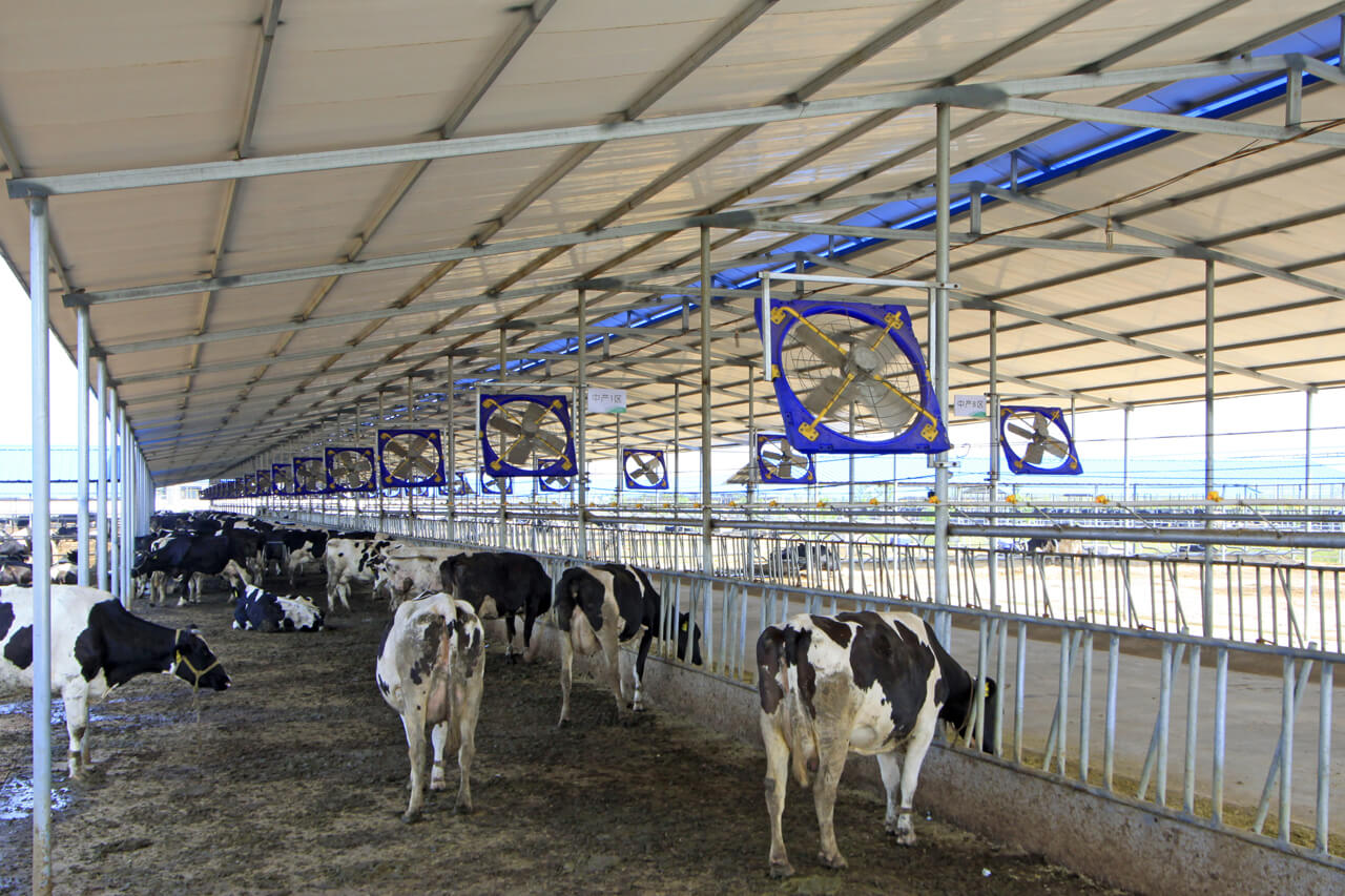 Maximize dairy cow comfort and performance with optimal ventilation ...