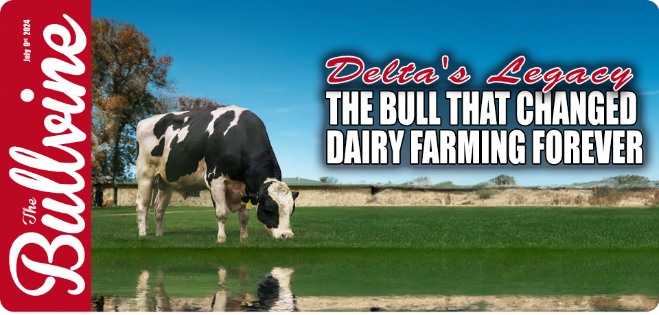 Delta’s Legacy: The Bull That Changed Dairy Farmin…