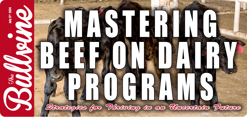 Mastering Beef on Dairy Programs: Strategies for T…