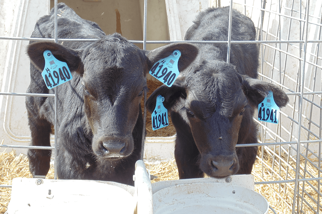 day-old calves | The Bullvine